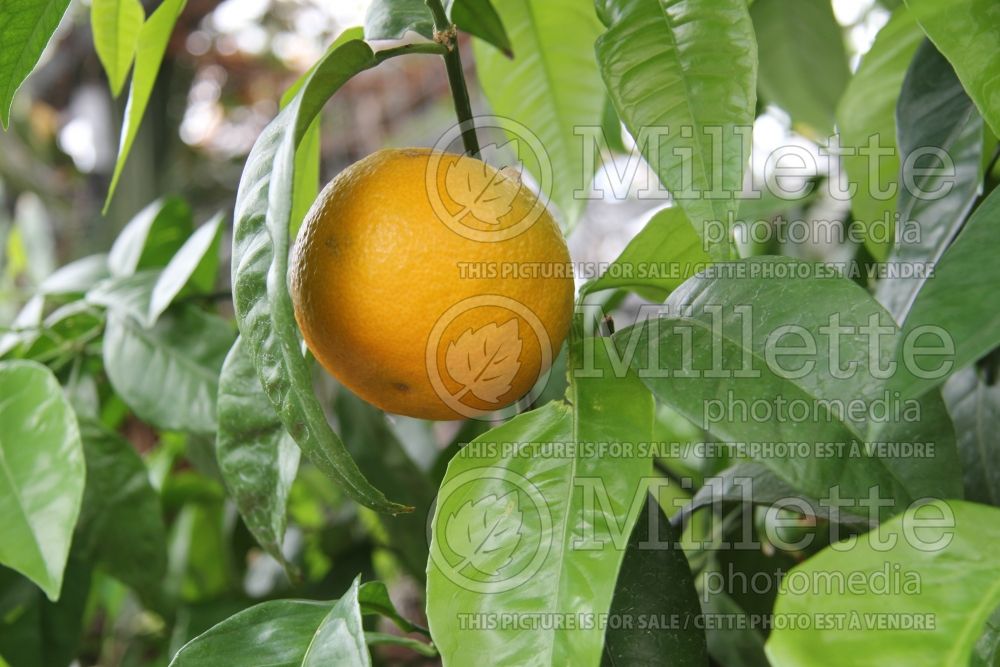 Citrus sinensis (Orange tree orange) 1 