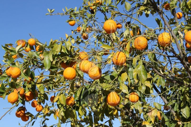 Citrus sinensis (Orange tree orange) 7 