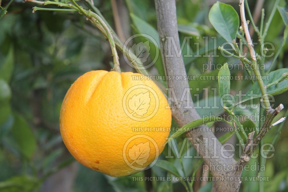 Citrus Cara Cara (Orange Tree) 3 