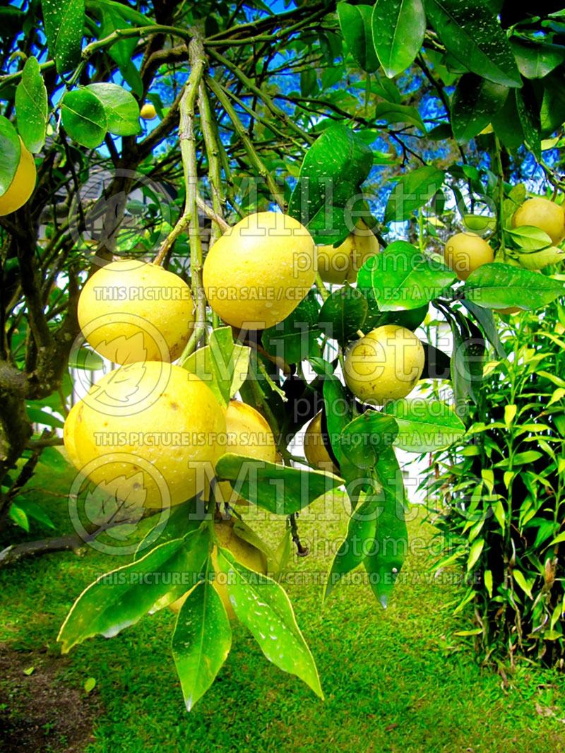 Citrus Wekiwa (Tangelo) 1 