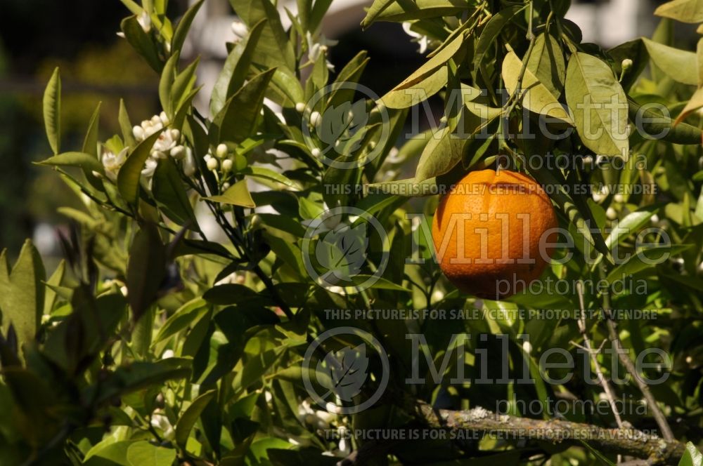 Citrus Washington Navel (Orange tree)  2