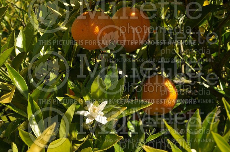 Citrus Washington Navel (Orange tree)  1