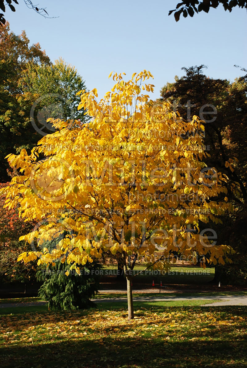 Cladrastis kentukea aka lutea (yellowwood) 1
