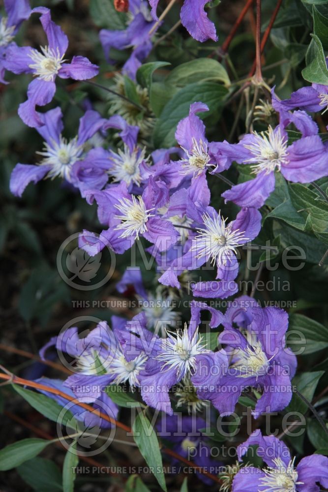 Clematis Blue Pirouette (Clematis) 1 