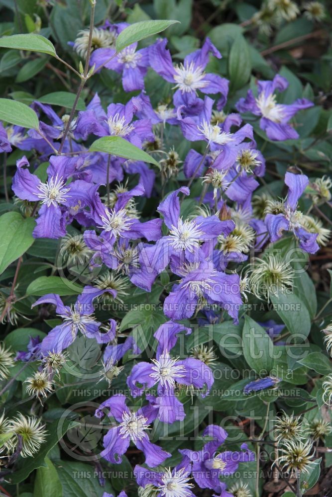 Clematis Blue Pirouette (Clematis) 2 