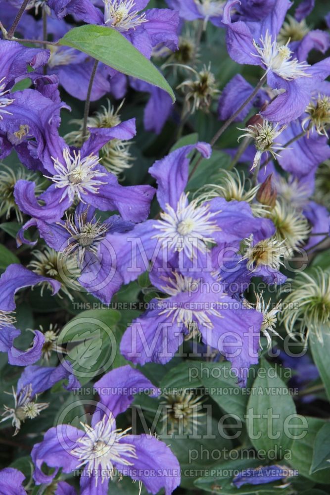 Clematis Blue Pirouette (Clematis) 3 