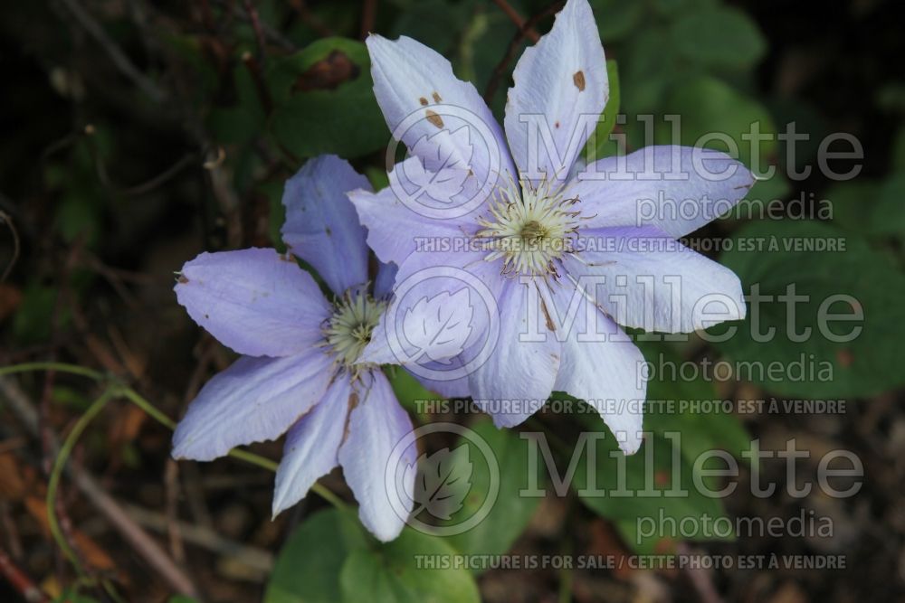 Clematis Cezanne (Clematis) 3 