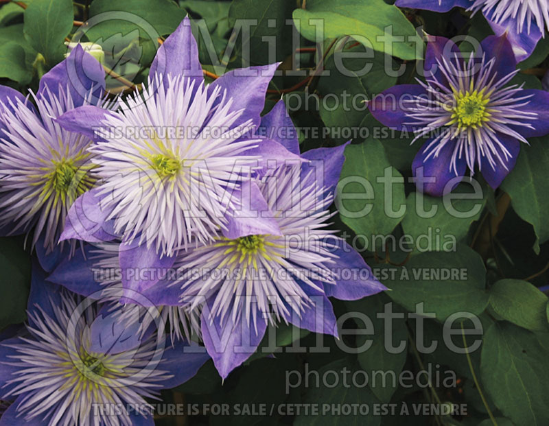 Clematis Crystal Fountain or Evipo 038 or Fairyblue (Clematis) 5 