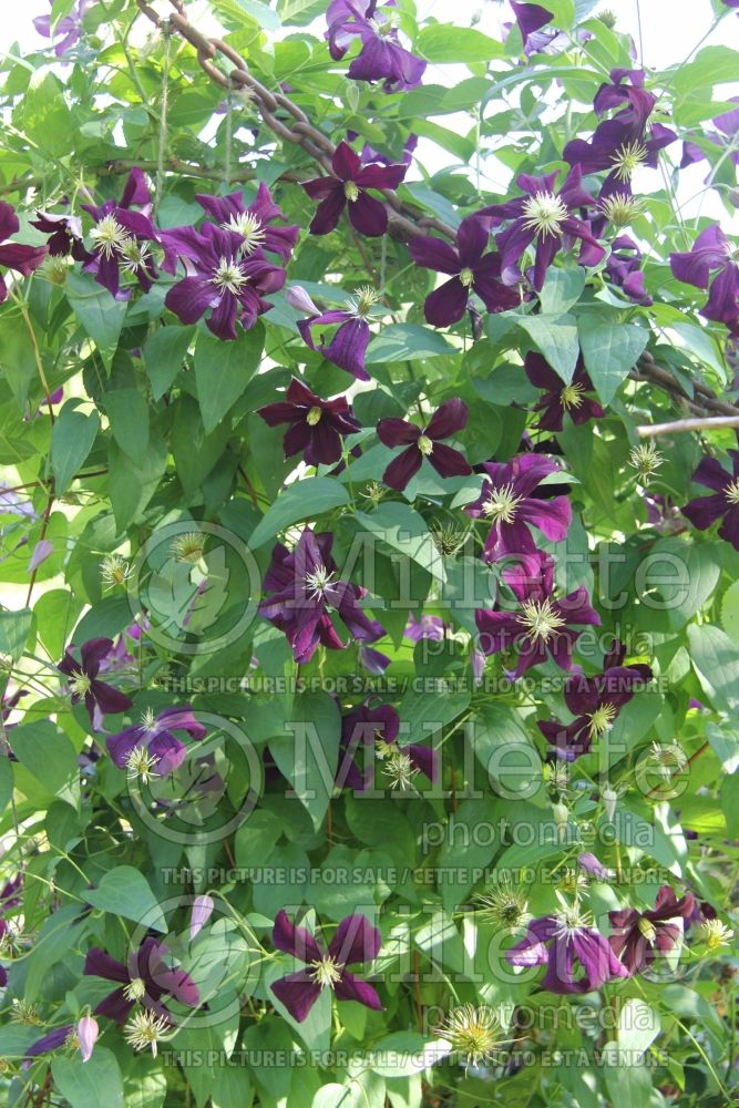 Clematis Gisela (Clematis) 1 
