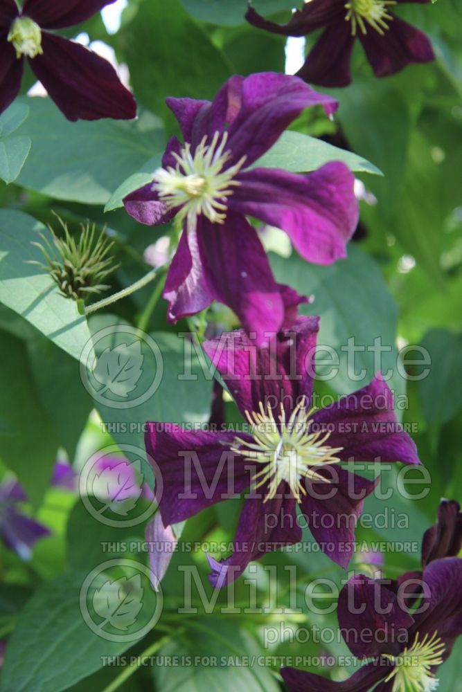 Clematis Gisela (Clematis) 2 