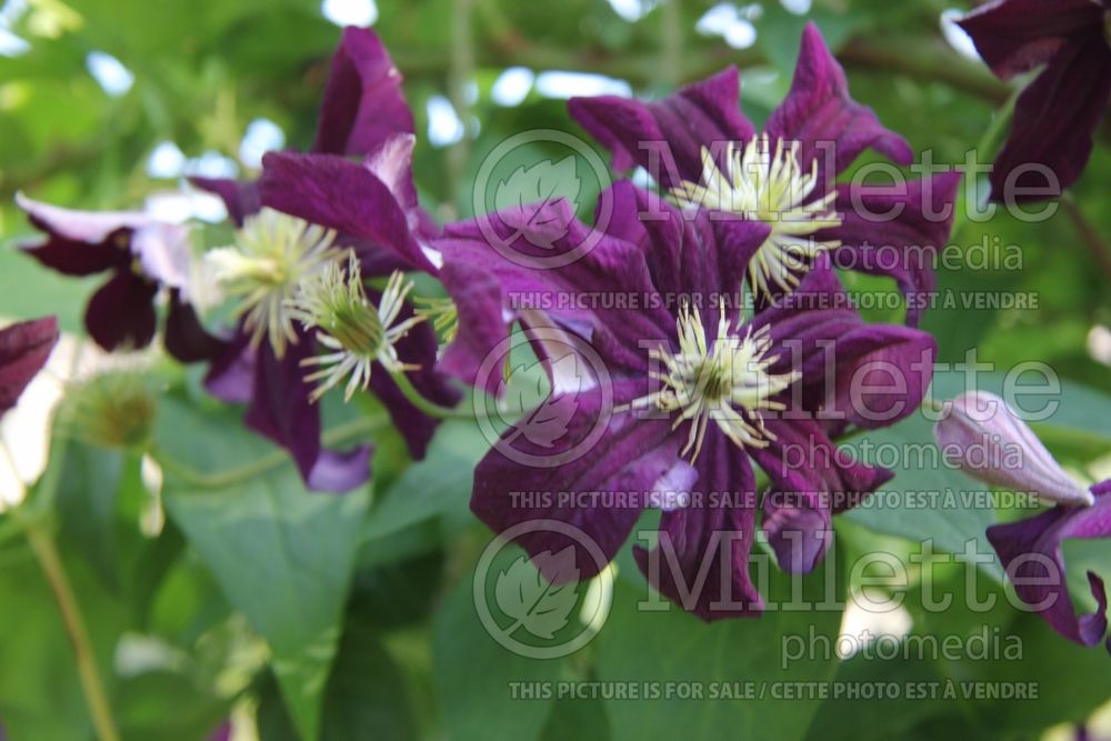 Clematis Gisela (Clematis) 3 