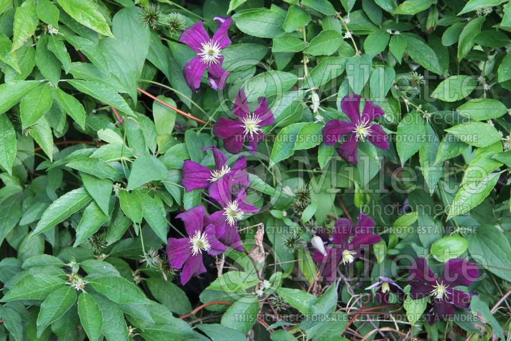 Clematis Gisela (Clematis) 4 
