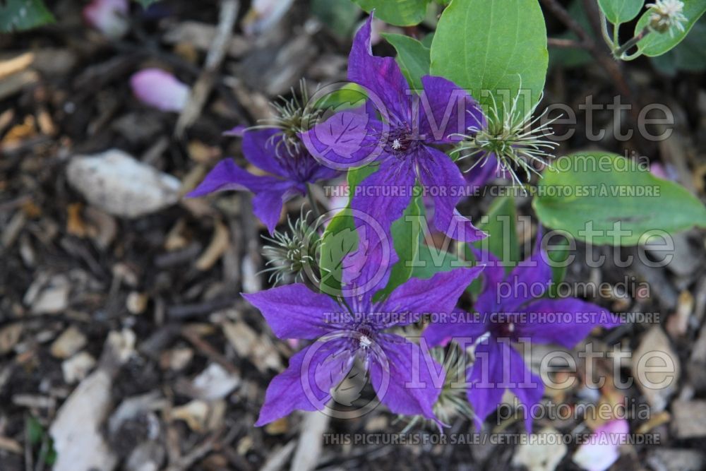 Clematis Guiding Promise (Clematis) 1 