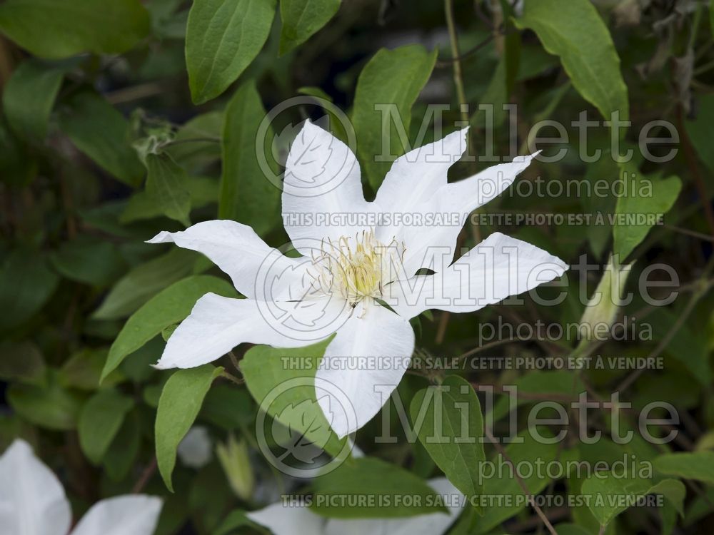 Clematis Hyde Hall or Evipo009 (Clematis) 5 