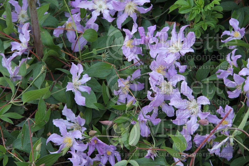 Clematis East River (Clematis) 2 