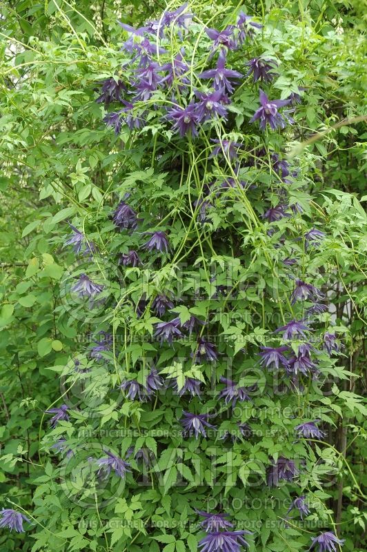 Clematis Maidwell Hall (Clematis) 2 