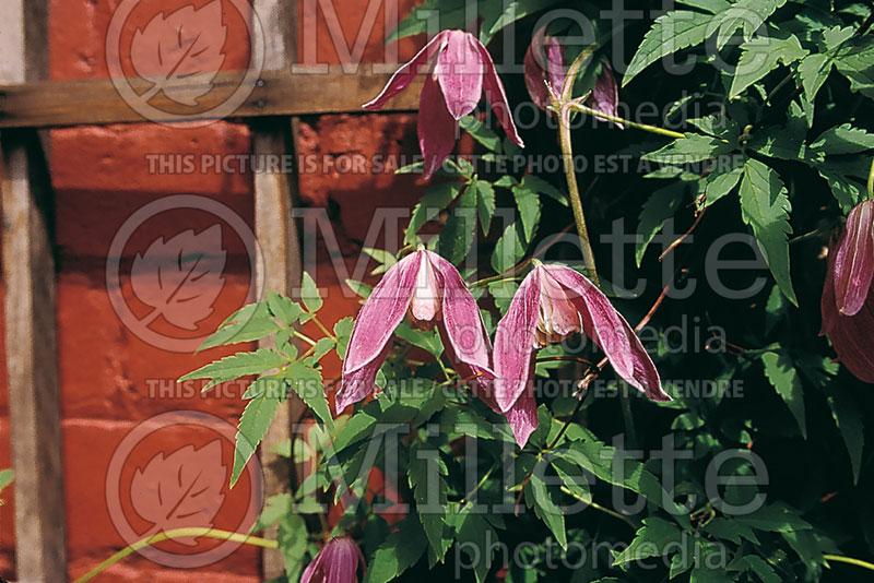 Clematis Rosy O'Grady (Clematis) 3 