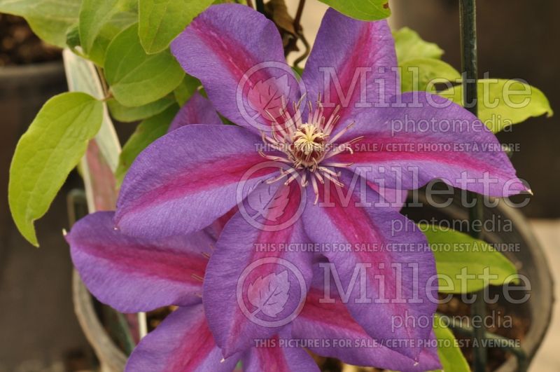 Clematis Mrs. N. Thompson (Clematis) 1 
