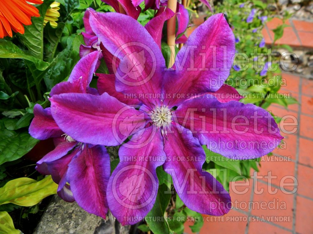 Clematis Mrs. N. Thompson (Clematis) 2 