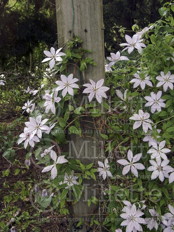 Clematis Nelly Moser (Clematis) 5 