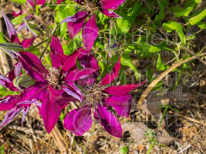 Clematis Picardy (Clematis) 2