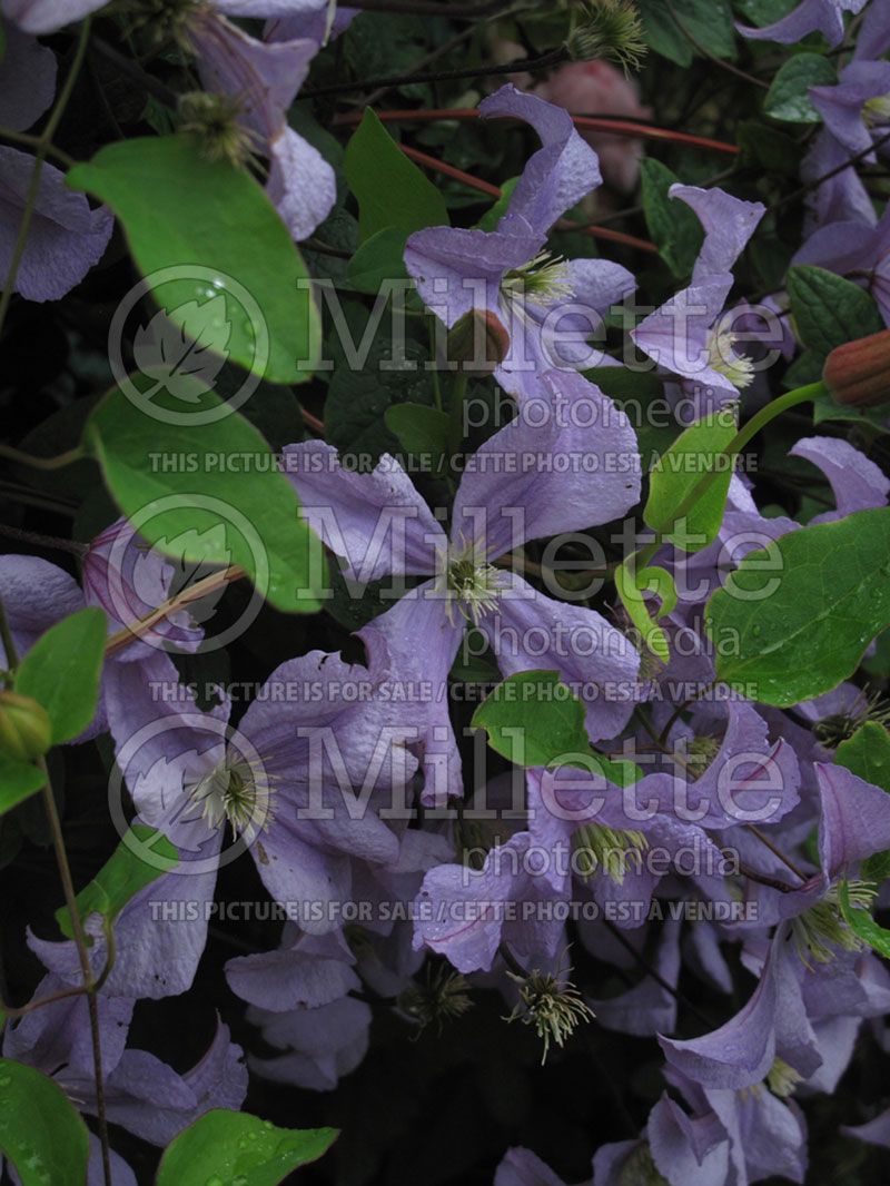 Clematis Prince Charles (Clematis) 1 