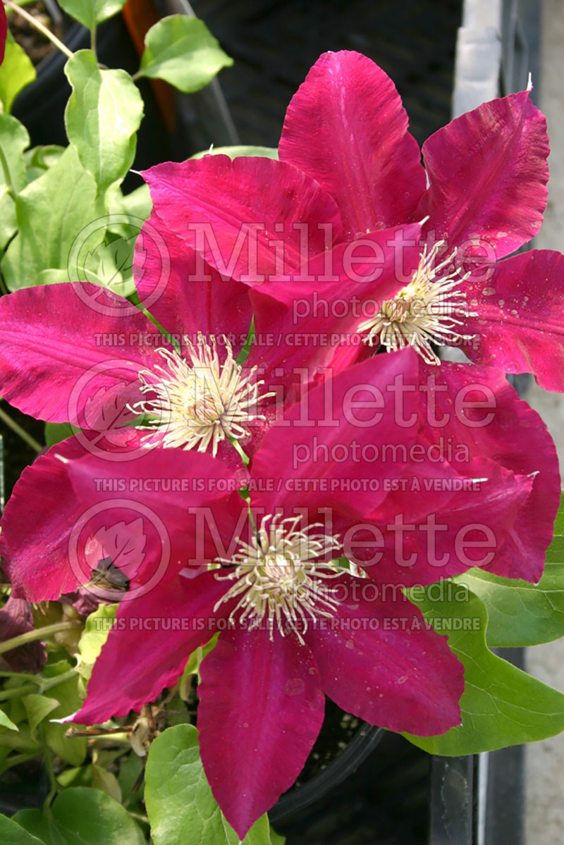 Clematis Rebecca or Evipo016 (Clematis) 1 