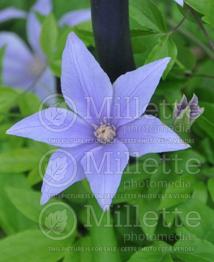 Clematis Scented Clem aka Sugar-Sweet Blue (Clematis) 3 