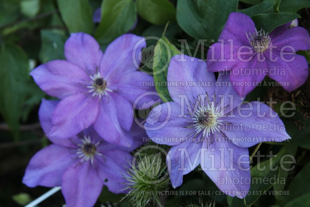Clematis Shimmer (Clematis) 1 