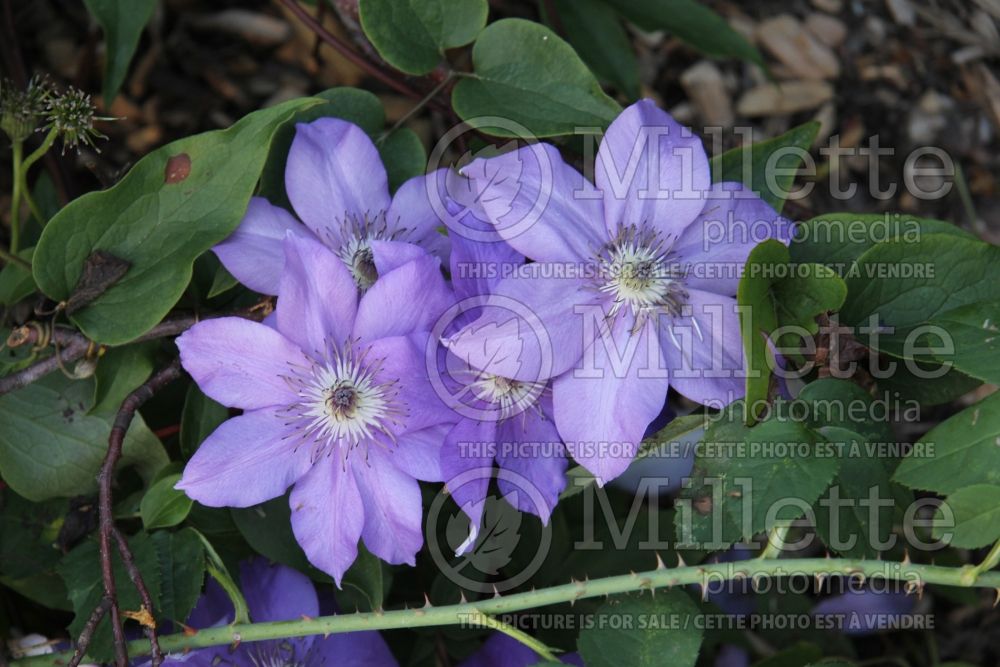 Clematis Shimmer (Clematis) 2 