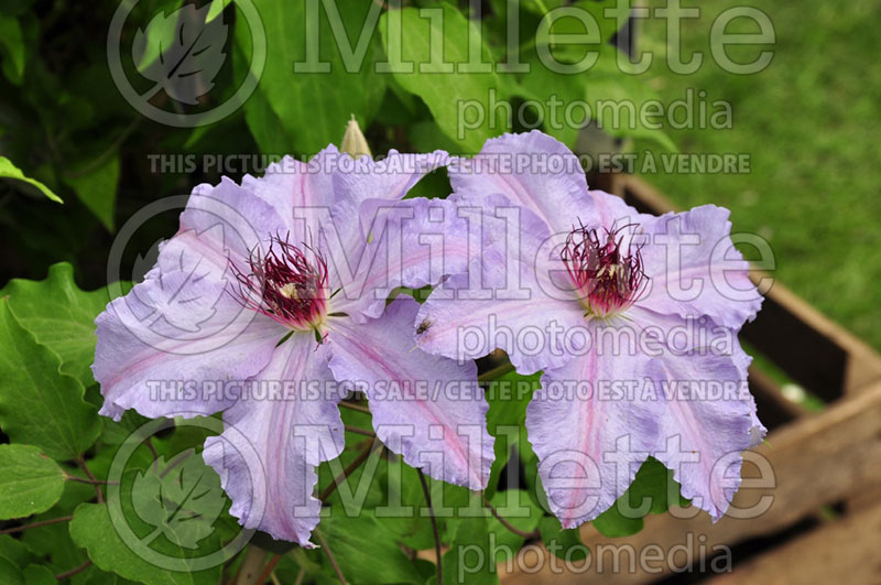 Clematis The First Lady (Clematis) 1 