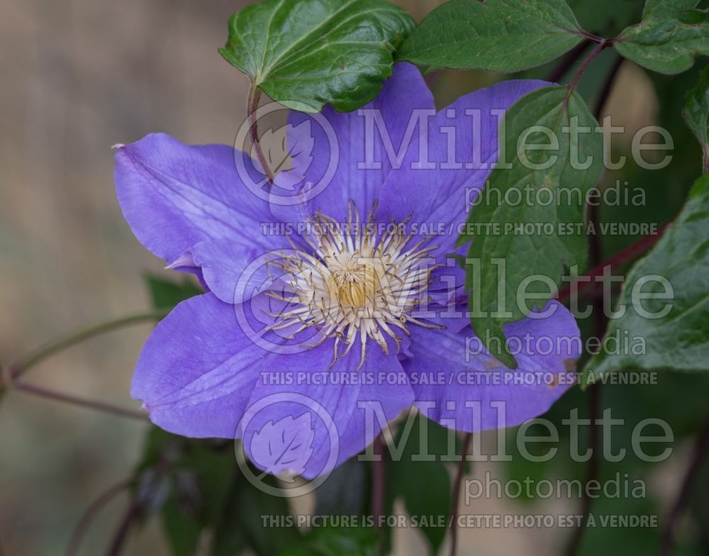 Clematis Vyvyan Pennell (Clematis) 2 