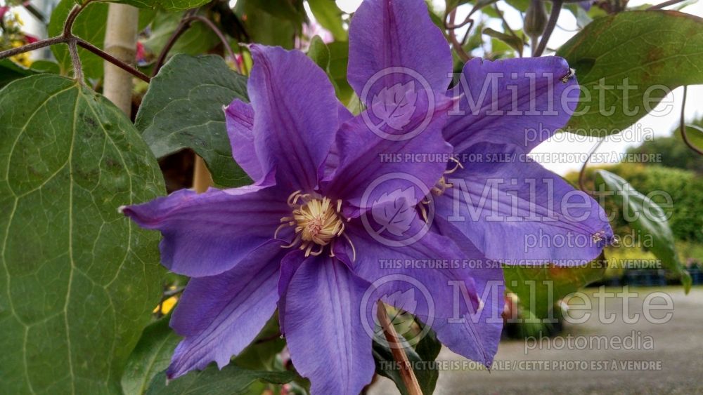 Clematis Vyvyan Pennell (Clematis) 3 