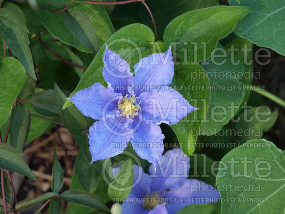 Clematis Will Goodwin (Clematis) 1 