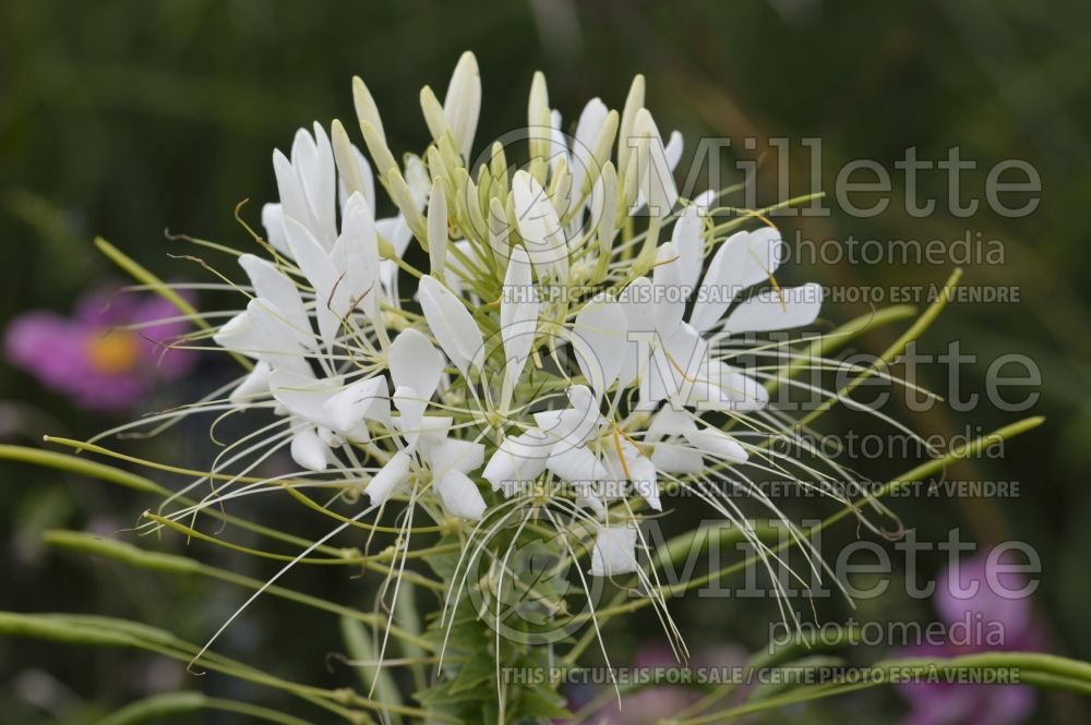 Cleome Colour Fountain Mix (Spider Flower) 1 