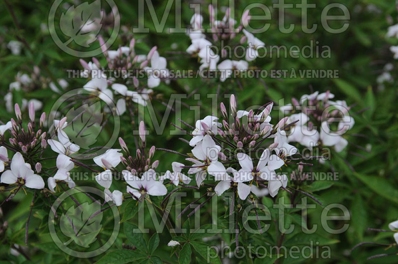 Cleome Senorita Blanca (Spider flowers) 1 