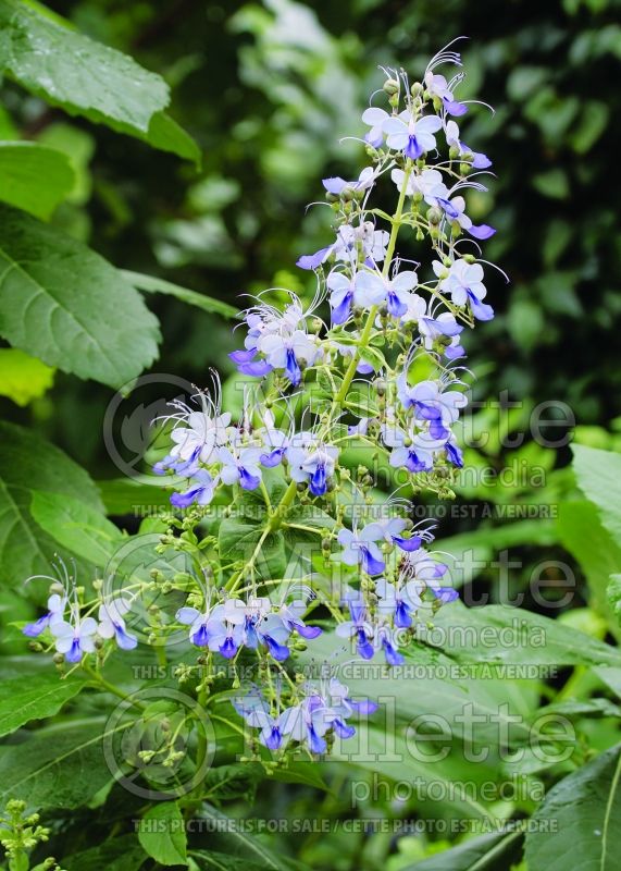 Clerodendrum ugandese or Rotheca myricoide (Butterfly Clerodendrum) 3 