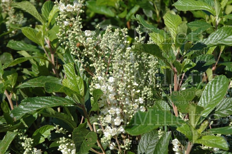 Clethra Anne Bidwell (Sweet Pepperbush) 1 