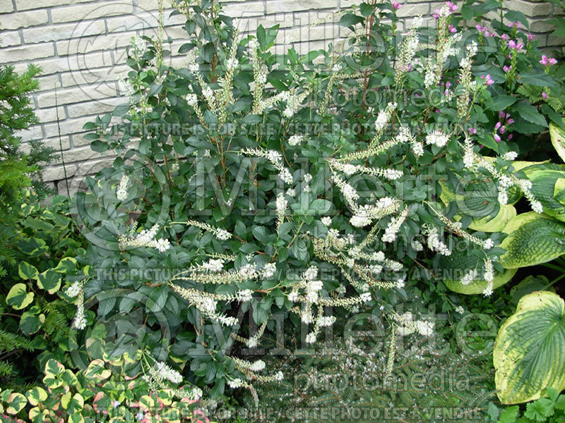 Clethra alnifolia (Summersweet) 1 