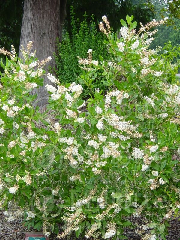 Clethra Paniculata (Summersweet) 1
