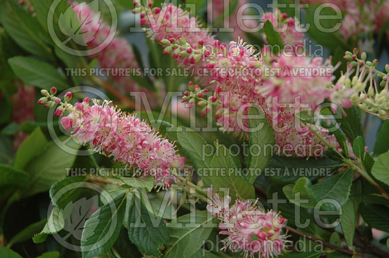 Clethra Ruby Spice (Sweet Pepperbush) 2 