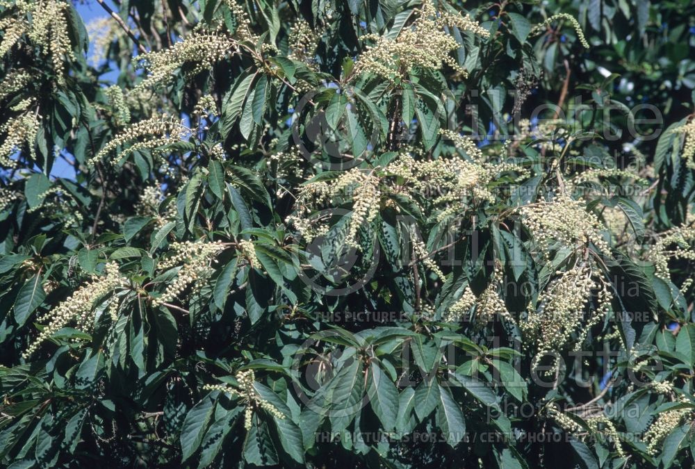 Clethra barbinervis (tree clethra) 1 