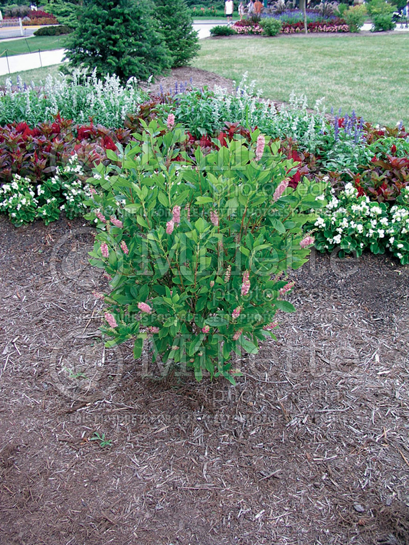 Clethra Ruby Spice (Sweet Pepperbush) 1 
