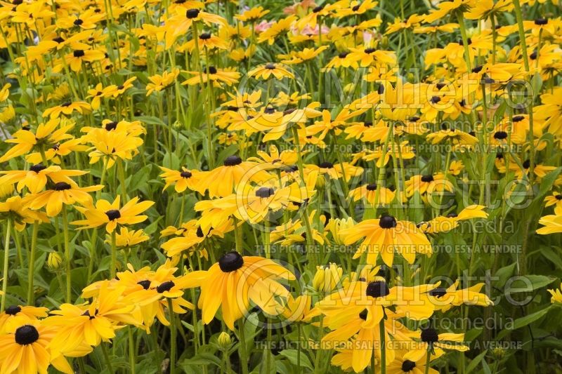 Close-up of yellow Rudbeckia - Coneflowers in a garden border in summer 1