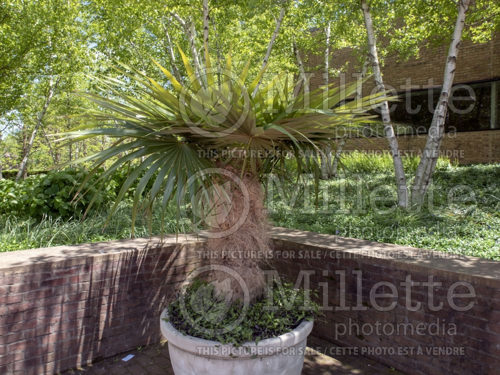 Coccothrinax crinita (Old Man Palm) 1
