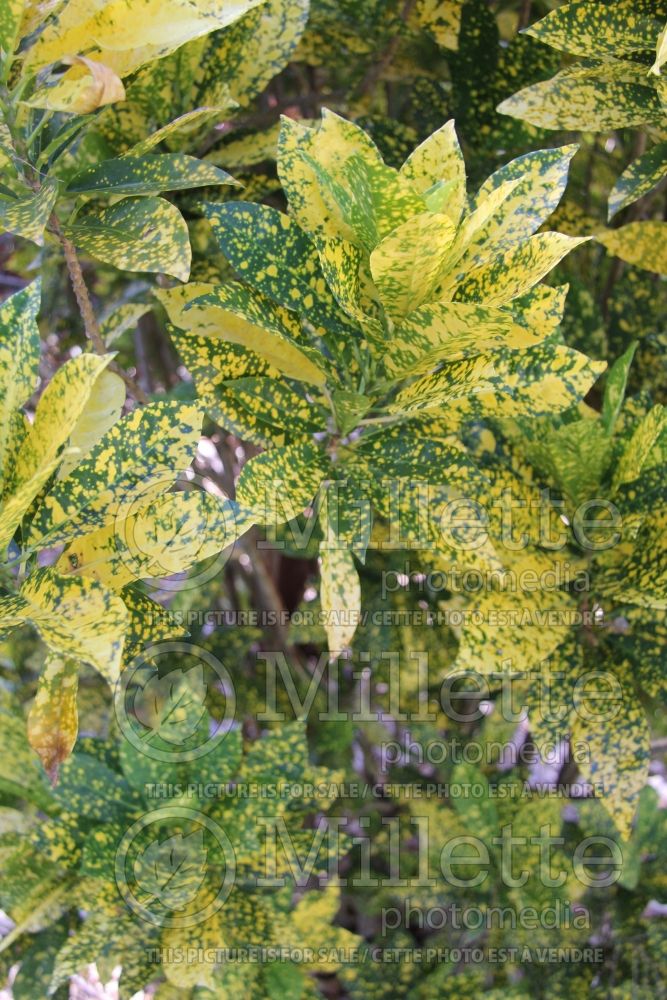 Codiaeum variegatum angustifolium (croton) 2 
