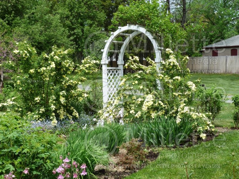 Landscaping a colonial garden planted with shrub roses, iris, columbine, and peonies 1