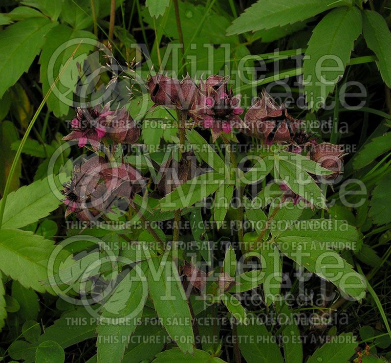 Comarum palustre or Potentilla palustris (Marshlocks)  2
