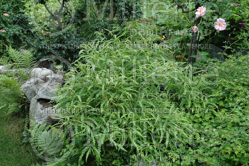 Comptonia peregrina (Sweet fern) 3 