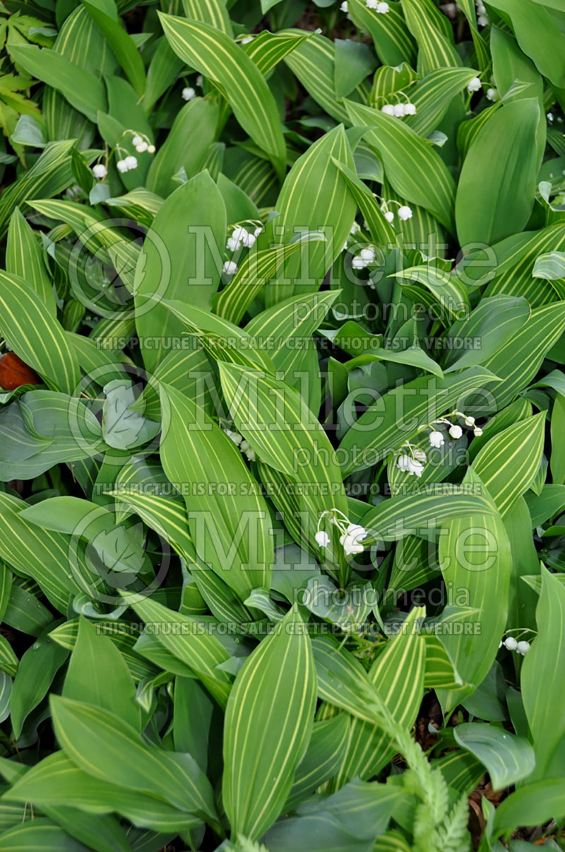 Convallaria Aureo-variegata (Lily of the valley) 1 
